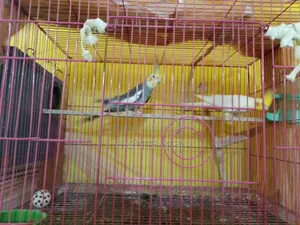 Cockatiel Bird... Tongi, Gazipur