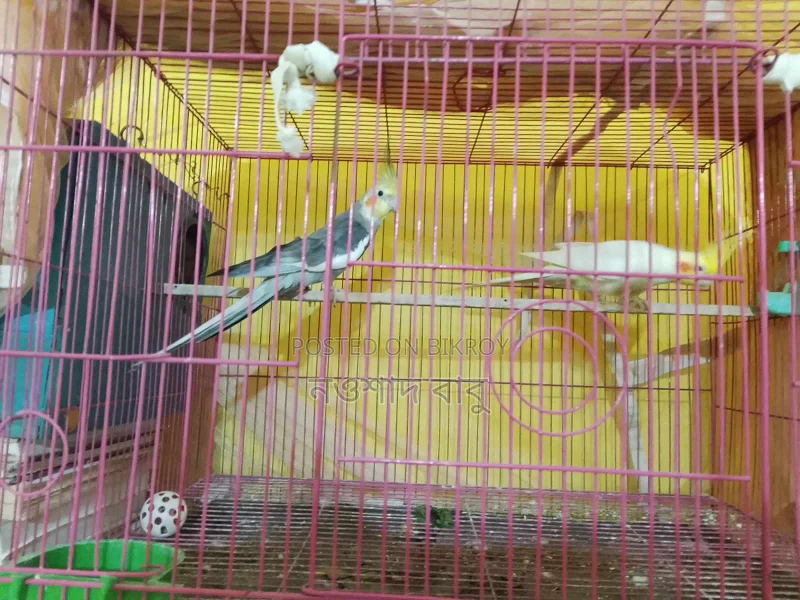 Cockatiel Bird... Tongi, Gazipur