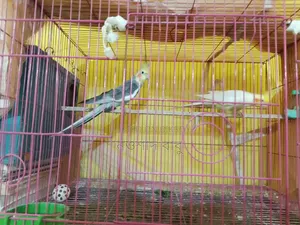 Cockatiel Bird... Tongi, Gazipur