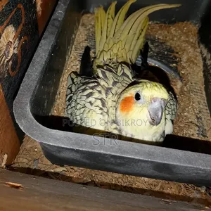Cocktail Master (Pair)