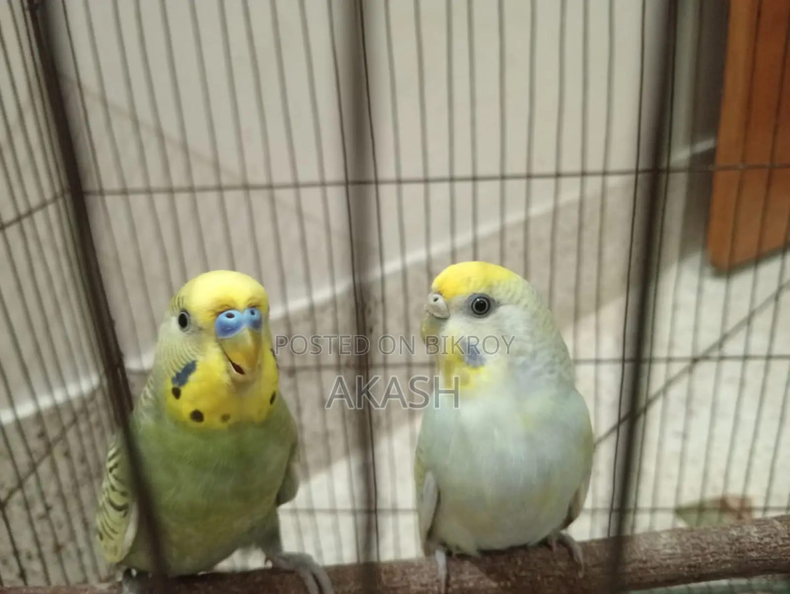 Running Budgerigar Bird for Sale with a Cage