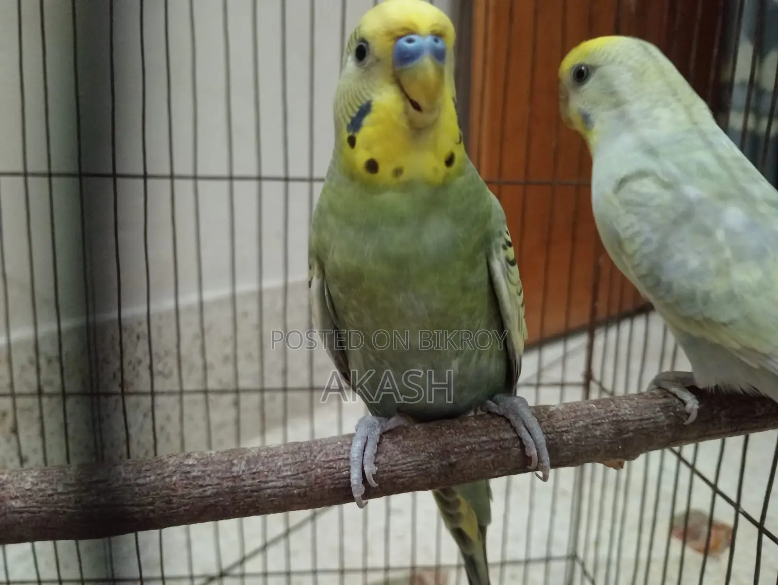 Running Budgerigar Bird for Sale with a Cage