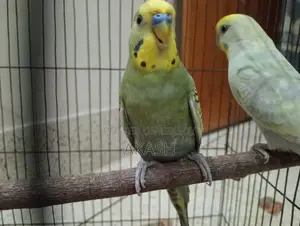 Running Budgerigar Bird for Sale with a Cage