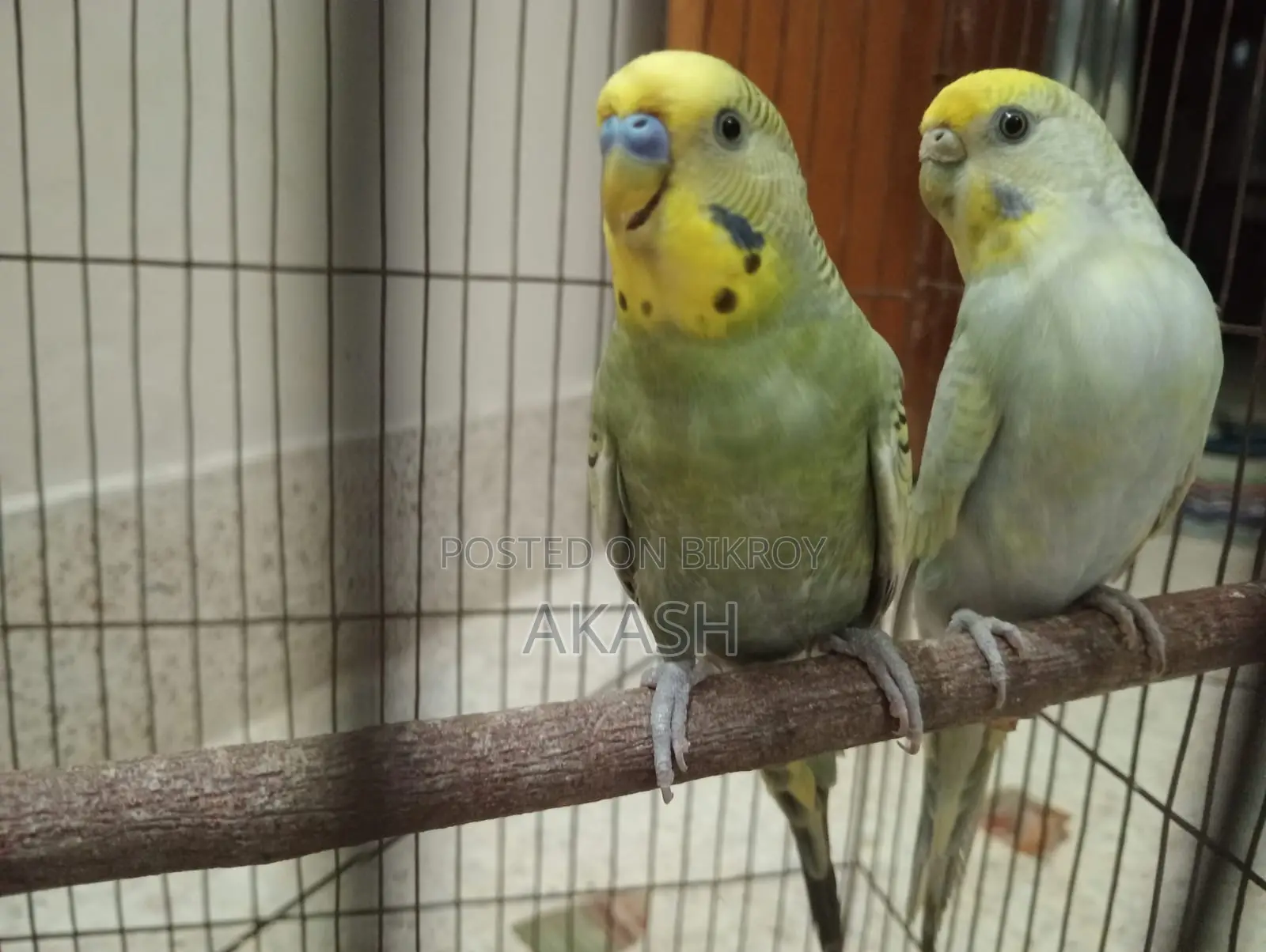 Running Budgerigar Bird for Sale with a Cage