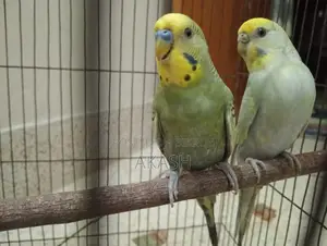 Running Budgerigar Bird for Sale with a Cage