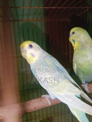 Running Budgerigar Bird for Sale with a Cage