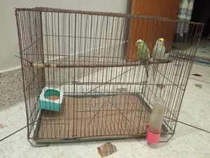 Running Budgerigar Bird for Sale with a Cage