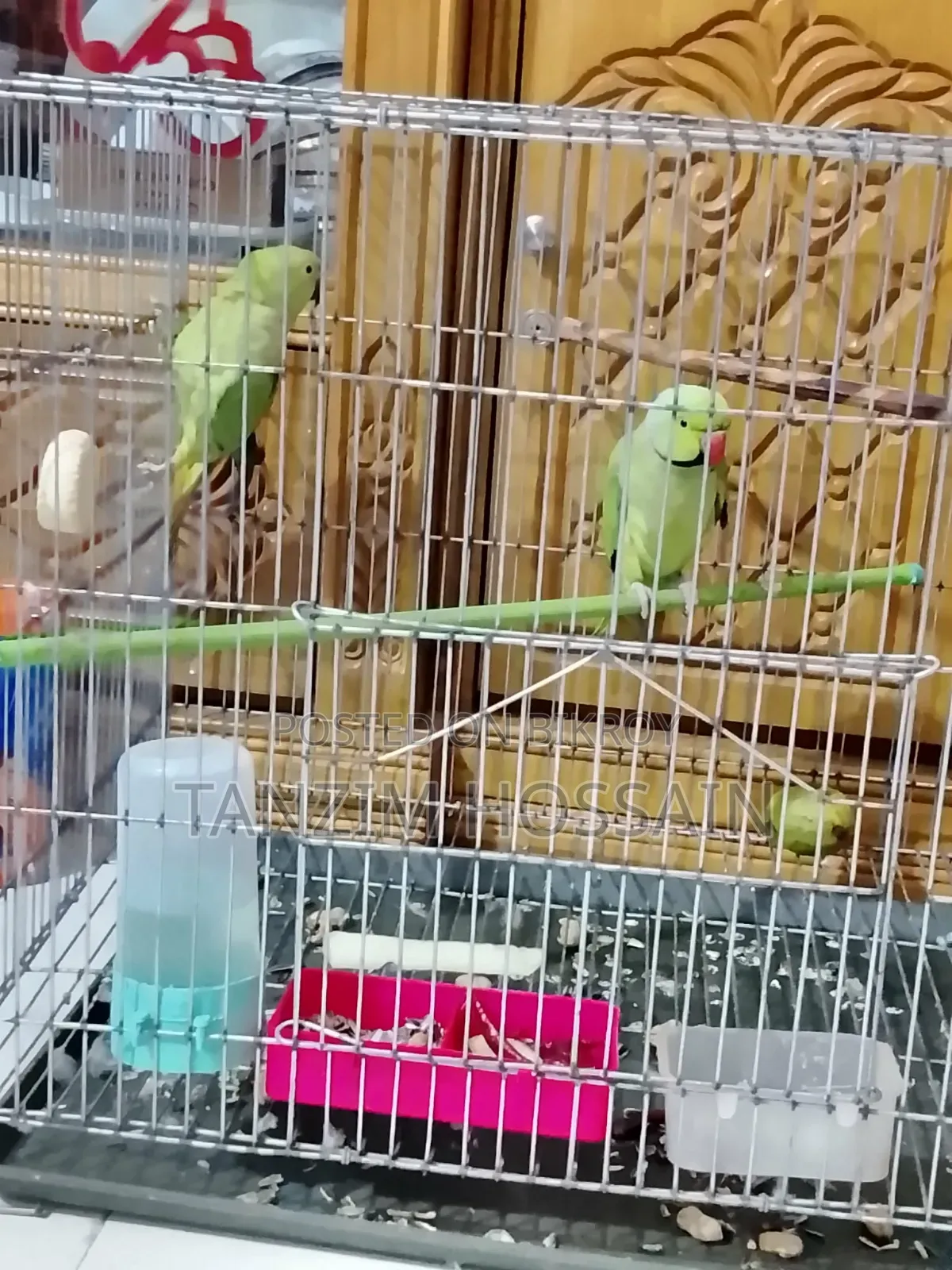 Parrot for Sale