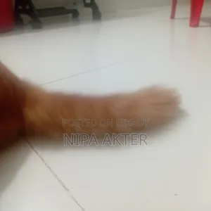 ১-৩ মাস বয়সী পুরুষ মিক্সড ব্রিড পার্সিয়ান