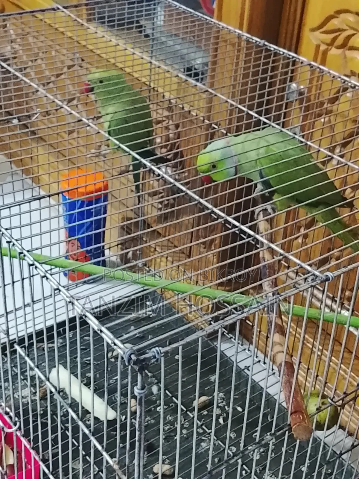 Parrot for Sale