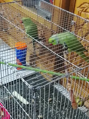 Parrot for Sale