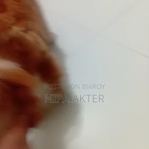 ১-৩ মাস বয়সী পুরুষ মিক্সড ব্রিড পার্সিয়ান