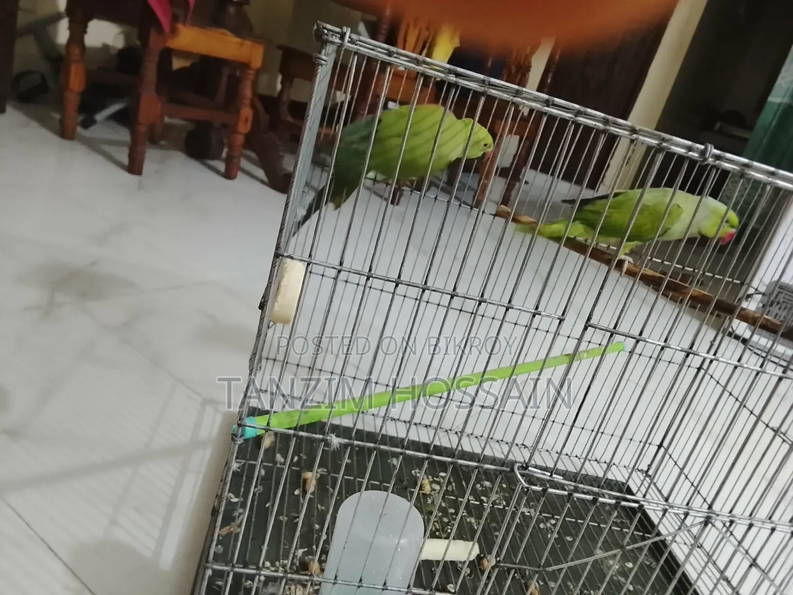 Parrot for Sale