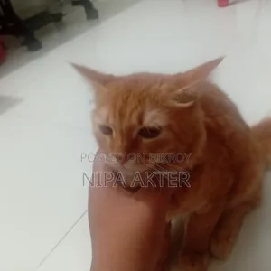 ১-৩ মাস বয়সী পুরুষ মিক্সড ব্রিড পার্সিয়ান