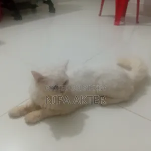 ৬-১২ মাস বয়সী স্ত্রী পিওরব্রেড পার্সিয়ান