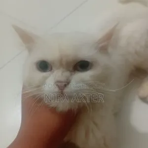 ৬-১২ মাস বয়সী স্ত্রী পিওরব্রেড পার্সিয়ান