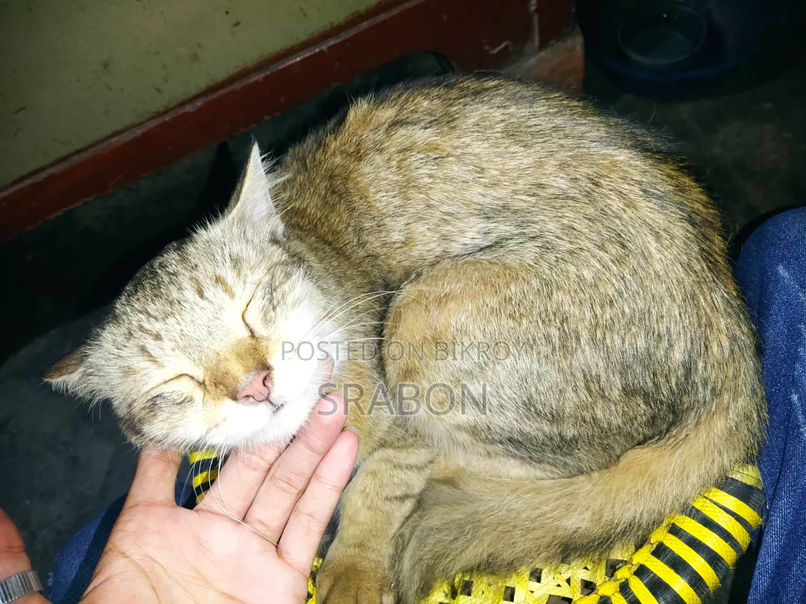 ৬-১২ মাসের নারী মিশ্র জাতের পার্সিয়ান