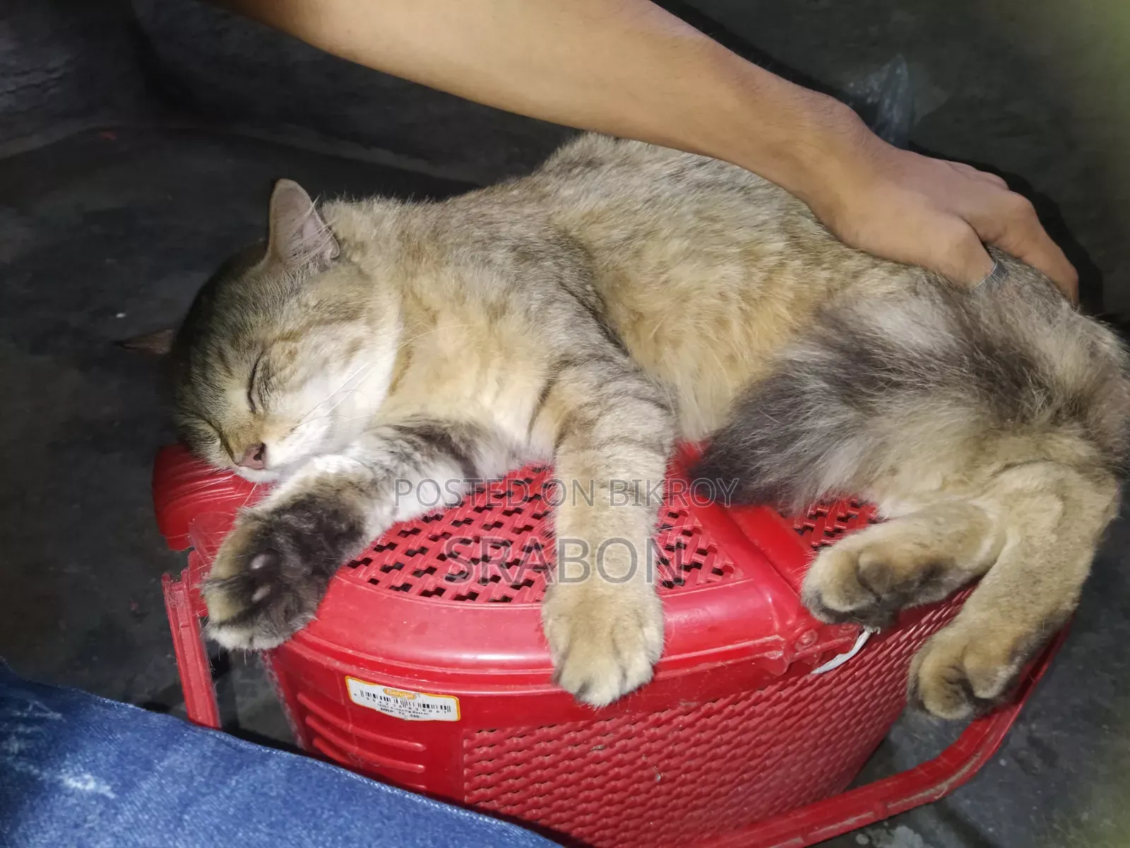 ৬-১২ মাসের নারী মিশ্র জাতের পার্সিয়ান