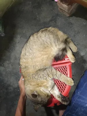 ৬-১২ মাসের নারী মিশ্র জাতের পার্সিয়ান