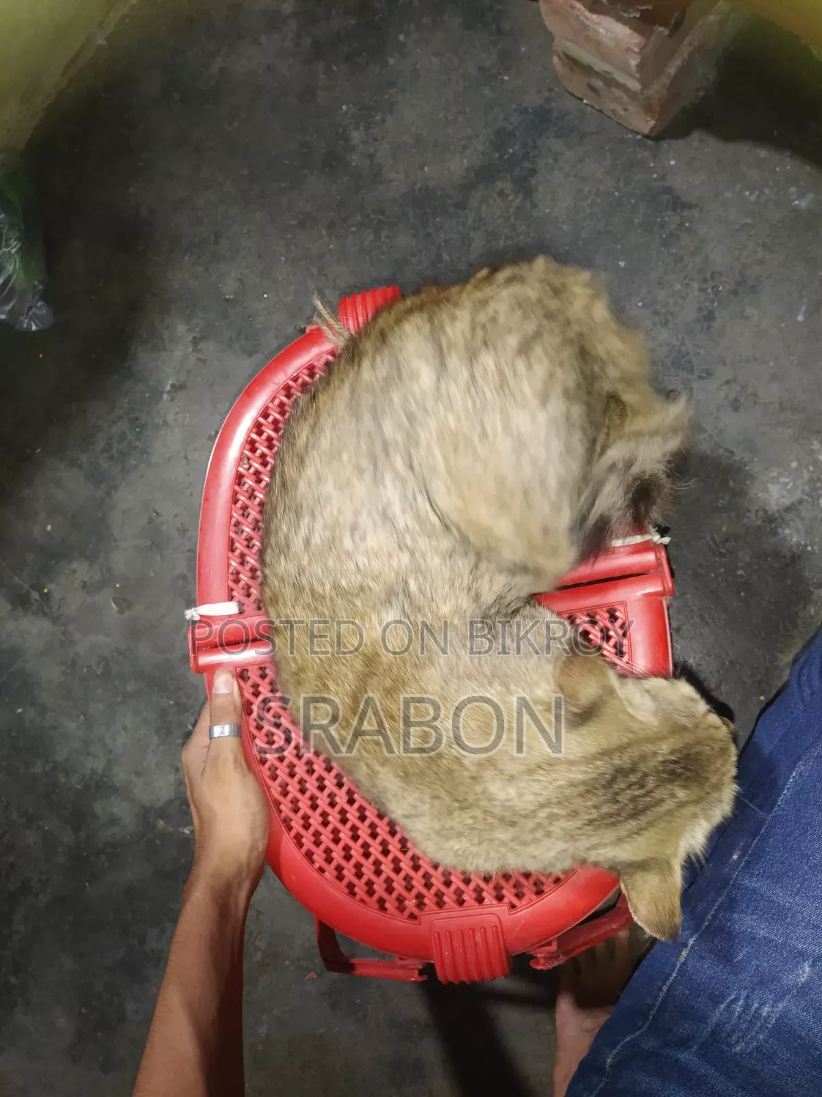 ৬-১২ মাসের নারী মিশ্র জাতের পার্সিয়ান