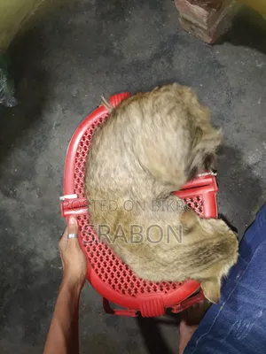 ৬-১২ মাসের নারী মিশ্র জাতের পার্সিয়ান