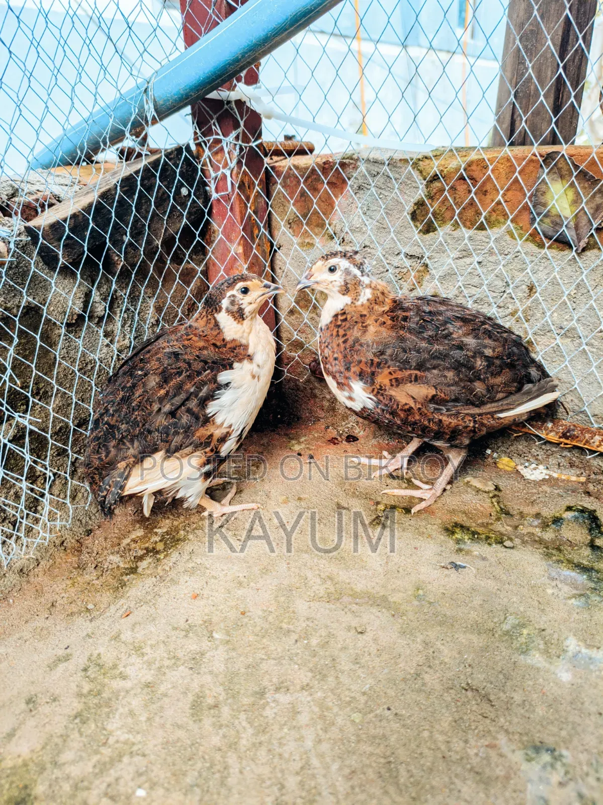 মাল্টিকালার জাইন্ট কটোনিক্স কোয়েল পেয়ার