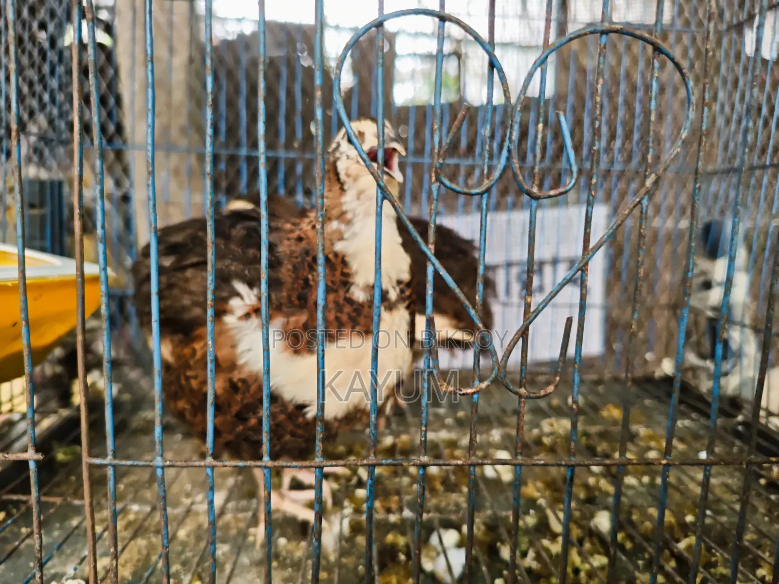 মাল্টিকালার জাইন্ট কটোনিক্স কোয়েল পেয়ার