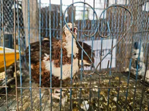মাল্টিকালার জাইন্ট কটোনিক্স কোয়েল পেয়ার
