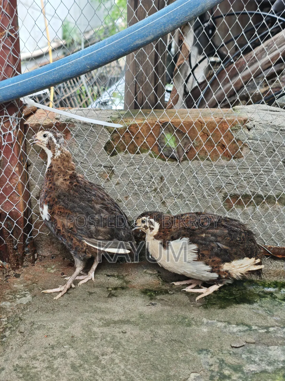মাল্টিকালার জাইন্ট কটোনিক্স কোয়েল পেয়ার