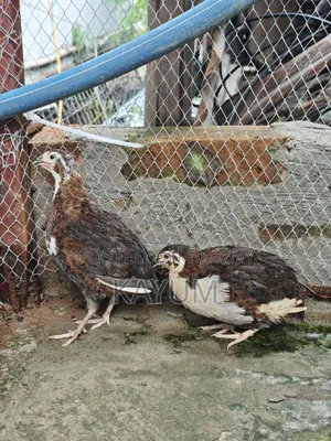 মাল্টিকালার জাইন্ট কটোনিক্স কোয়েল পেয়ার