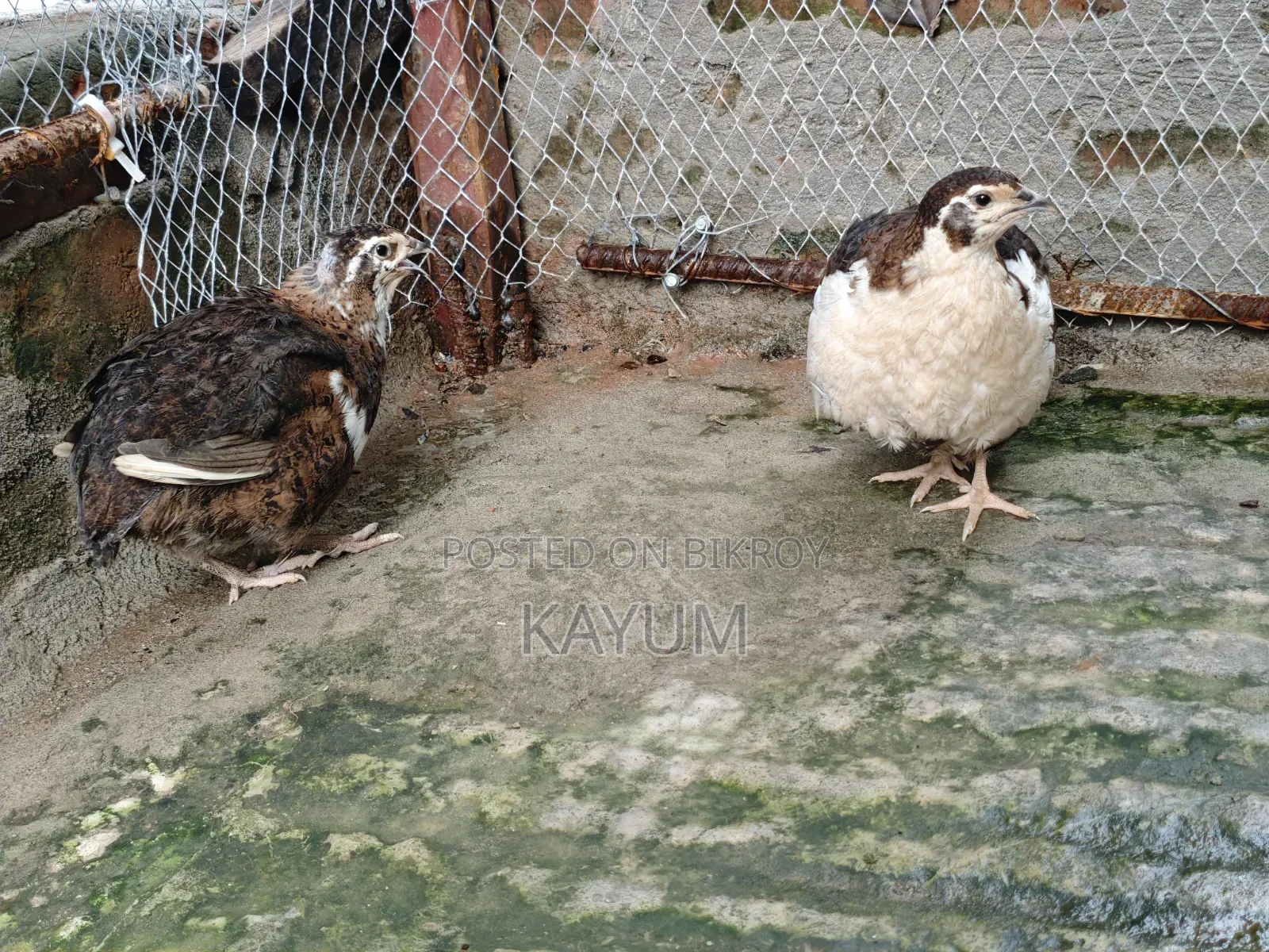 মাল্টিকালার জাইন্ট কটোনিক্স কোয়েল পেয়ার