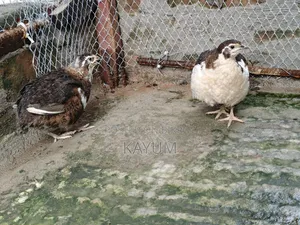 মাল্টিকালার জাইন্ট কটোনিক্স কোয়েল পেয়ার