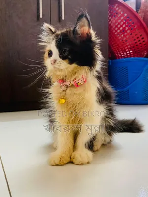 ৩-৬ মাসের ফিমেল পিওরব্রেড পার্সিয়ান