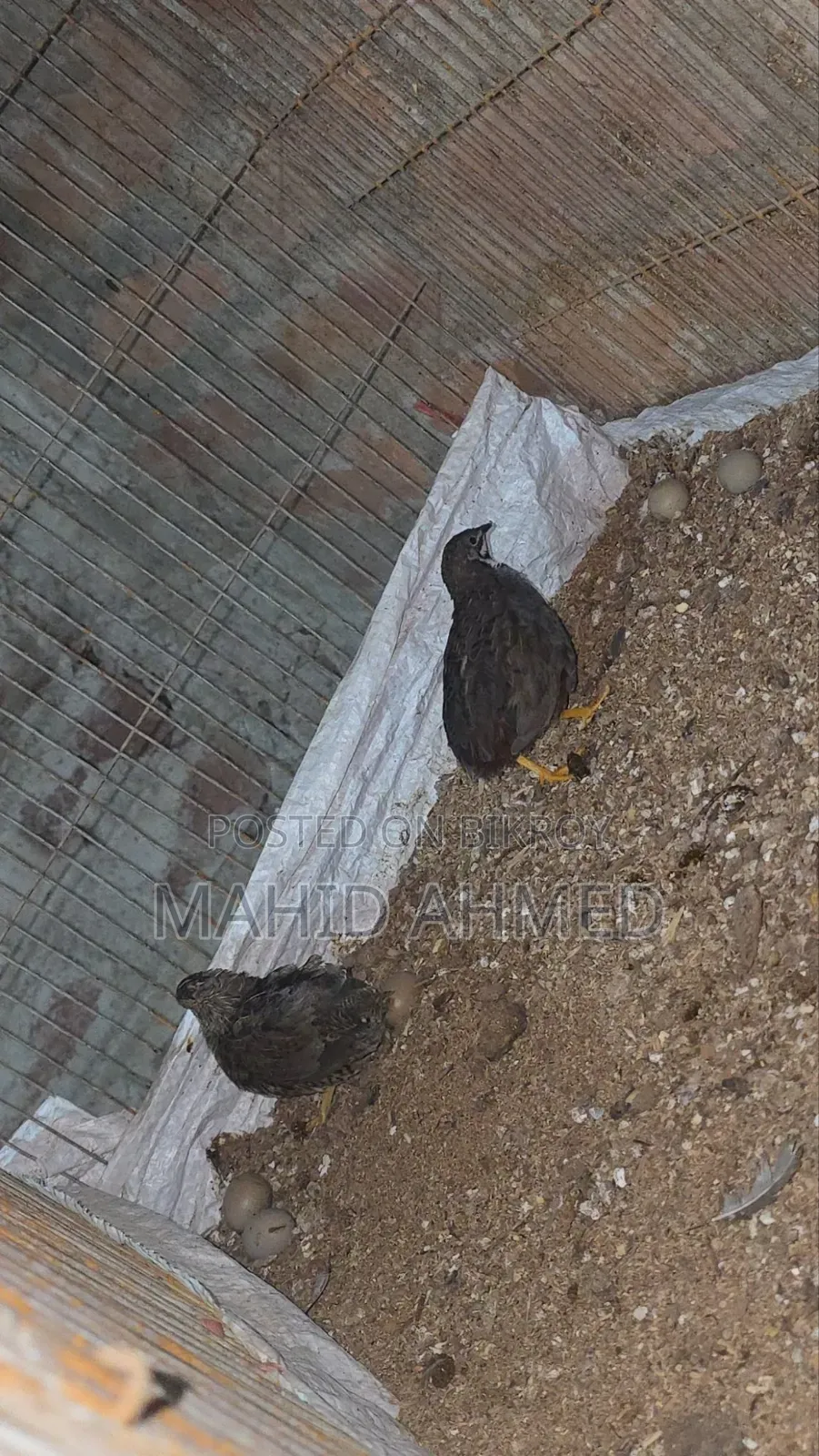 King Quail