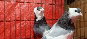 German Pouter