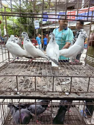 Pigeons for sale