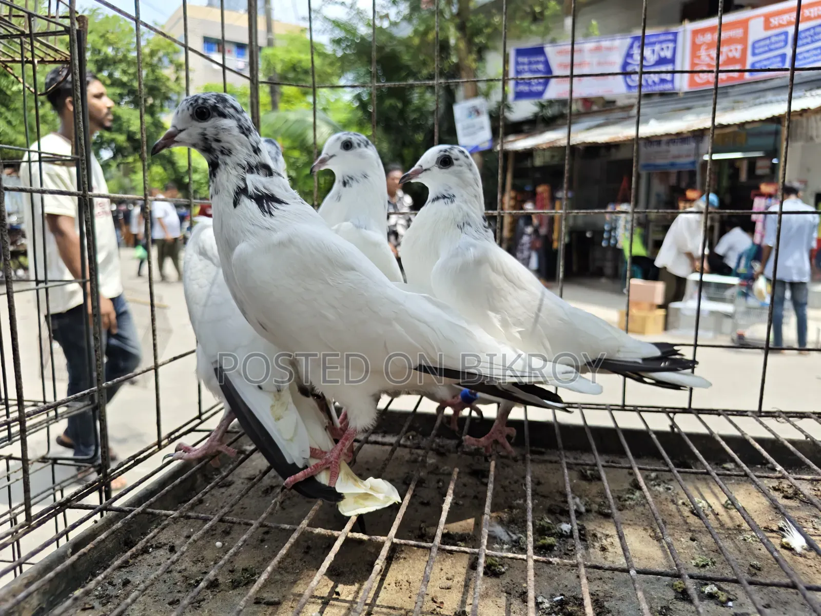 Pigeons for Sale