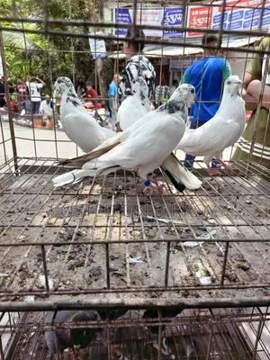 Pigeons for Sale