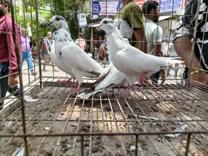 Pigeons for Sale