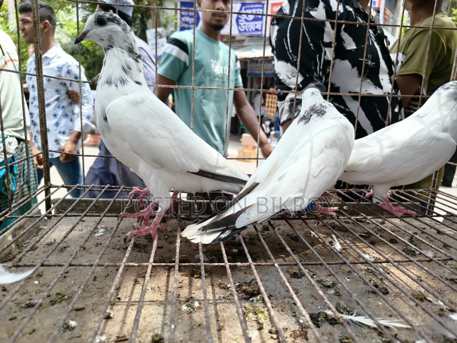 Pigeons for Sale