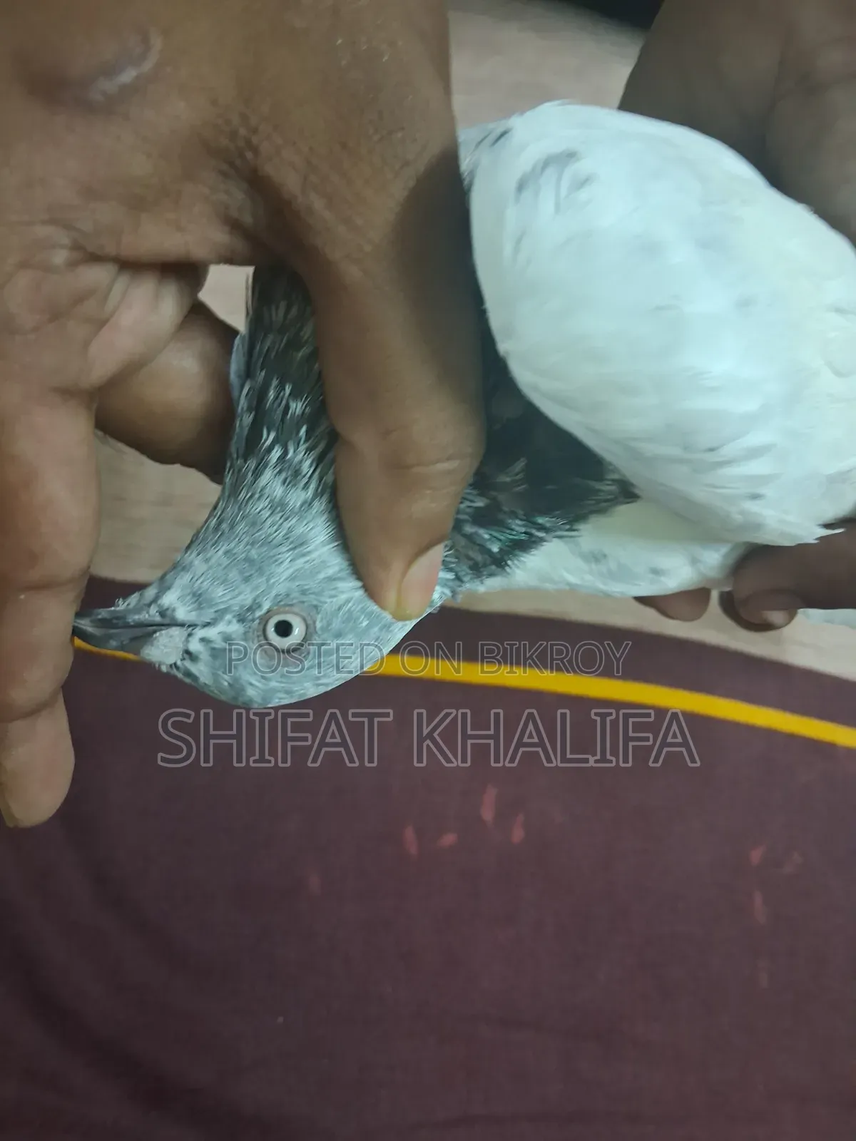 Good Male Pigeon