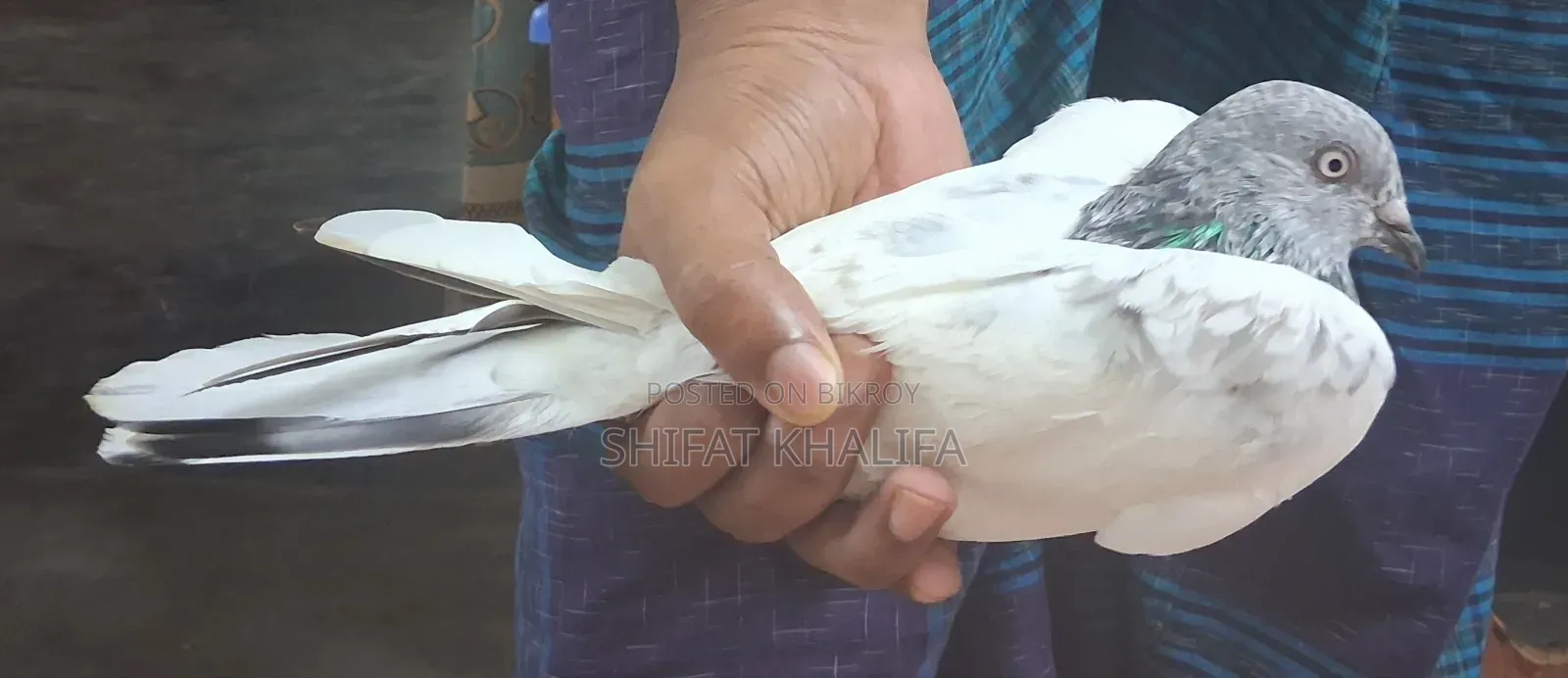 Good Male Pigeon