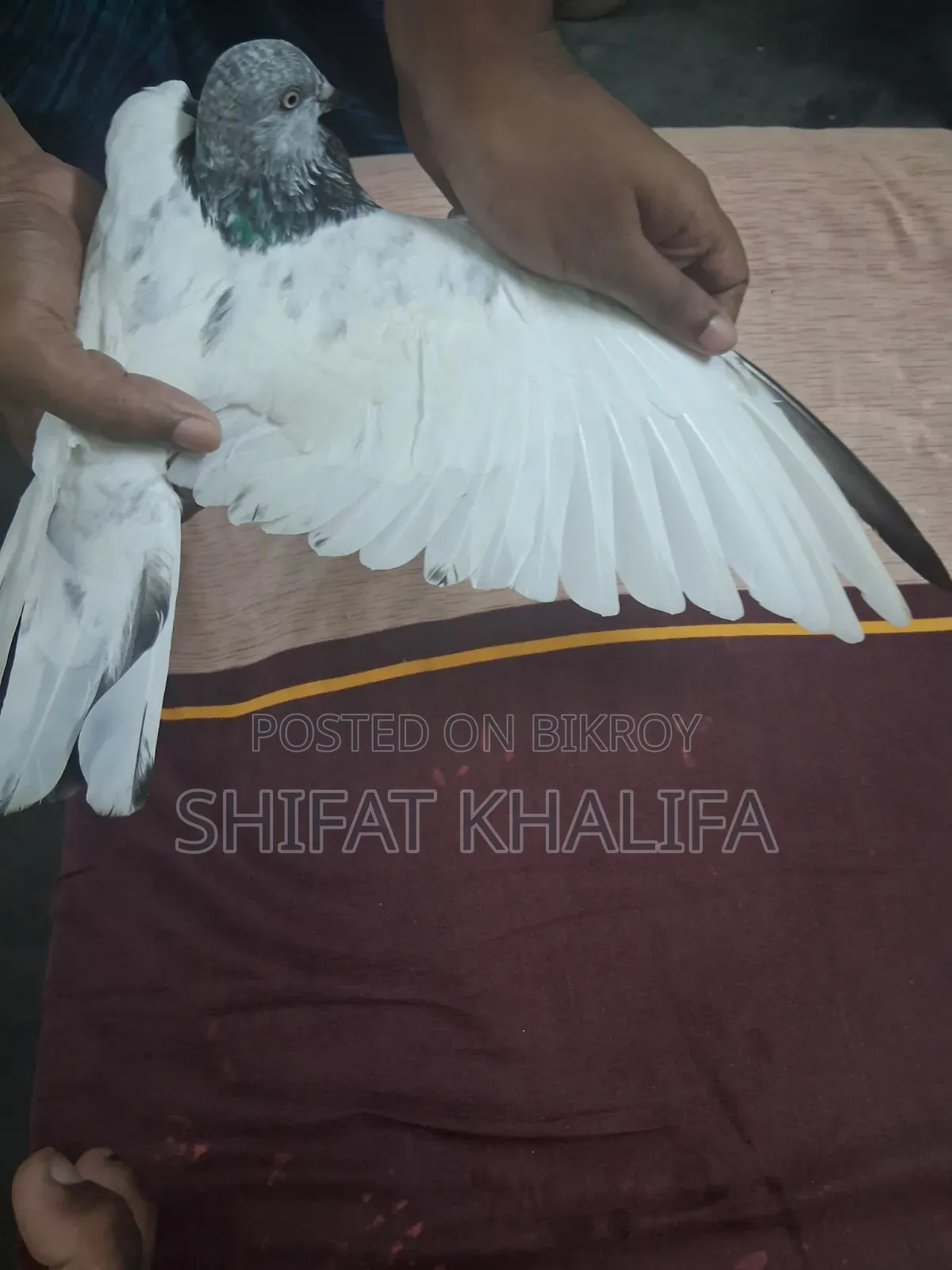 Good Male Pigeon