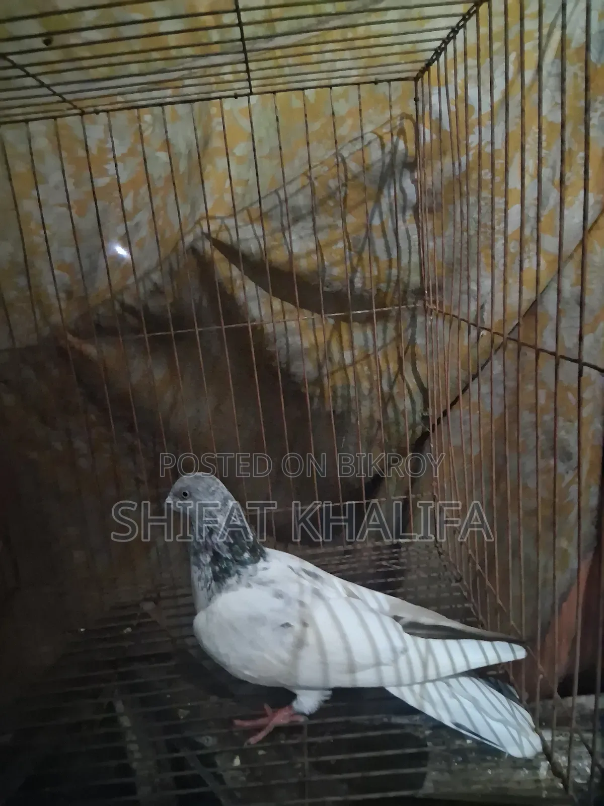 Good Male Pigeon