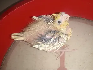 Lutino Pied Baby for Sale