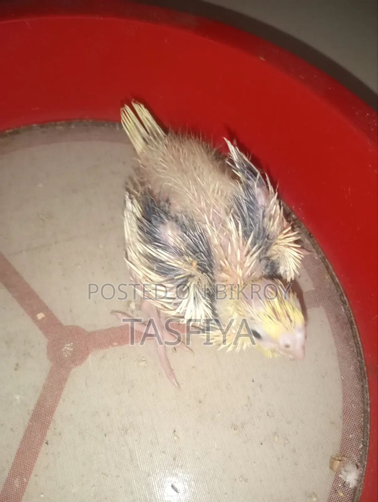 Lutino Pied Baby for Sale