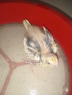 Lutino Pied Baby for Sale