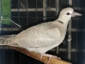 Dove for Sale