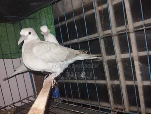Dove Selling