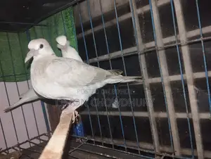 Dove Sale